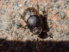 Onthophagus nuchicornis