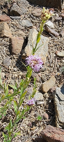 Monardella linoides observed 2026-08-08