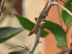 Anolis wellbornae