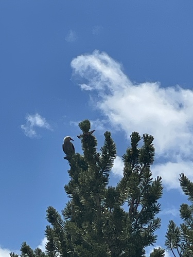 iNaturalist observation photo of Clark's Nutcracker