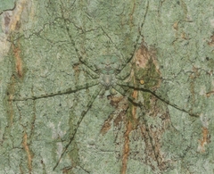 Tamopsis tweedensis