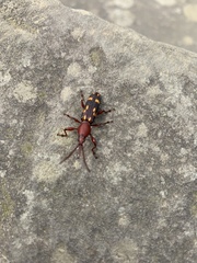 Baryrhynchus poweri