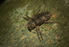 Prosoplus mediofasciatus