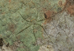 Tamopsis tweedensis