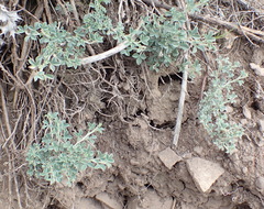 Indigofera meyeriana
