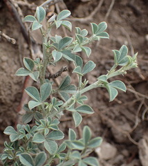 Indigofera meyeriana