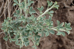 Indigofera meyeriana
