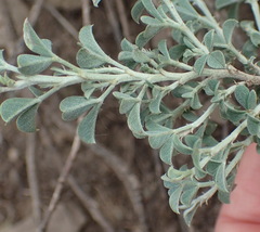 Indigofera meyeriana