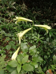 Cardiocrinum cordatum