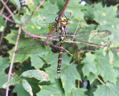 Southern Hawker