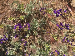 Psorothamnus arborescens