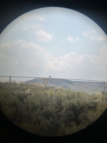 American Pronghorn