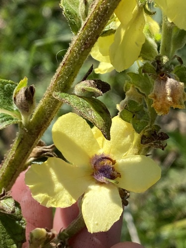 Verbascum pyramidatum