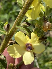 Verbascum pyramidatum