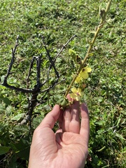 (c) Илья Руденко, some rights reserved (CC BY) Verbascum pyramidatum, photograph (c) Илья Руденко, some rights reserved (CC BY)