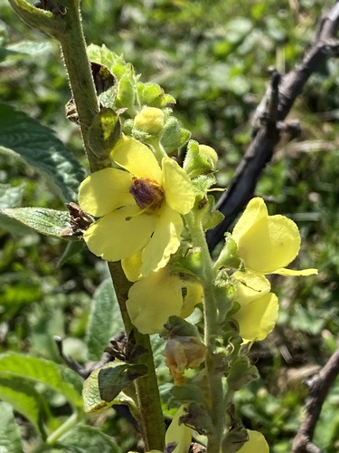 Verbascum pyramidatum, photograph 3