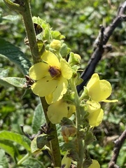 (c) Илья Руденко, some rights reserved (CC BY) Verbascum pyramidatum, photograph (c) Илья Руденко, some rights reserved (CC BY)