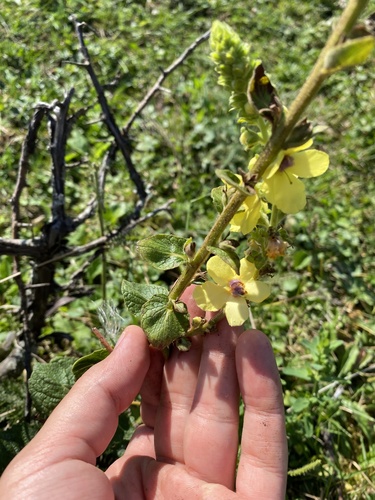 Verbascum pyramidatum, photograph 4