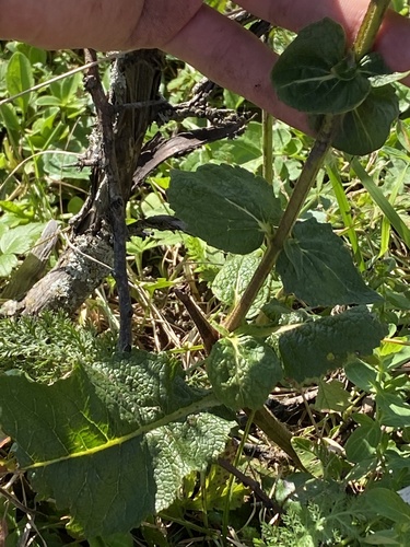 Verbascum pyramidatum, photograph 5