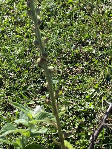 Verbascum pyramidatum, photograph 6