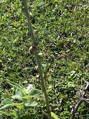 Verbascum pyramidatum, photograph (c) Илья Руденко, some rights reserved (CC BY)