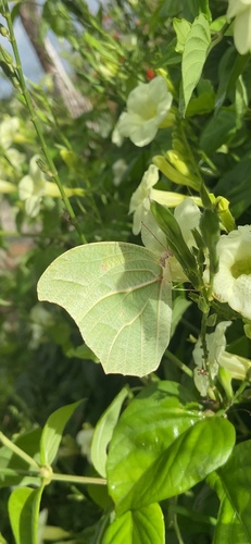 White Angled-Sulphur