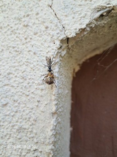 Agenioideus sericeus