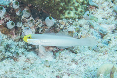 Valenciennea strigata