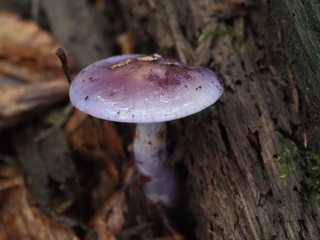 Viscid Violet Cort · August 2026 · photo: Photo: (c) Summit Metro Parks, some rights reserved (CC BY) · iNaturalist