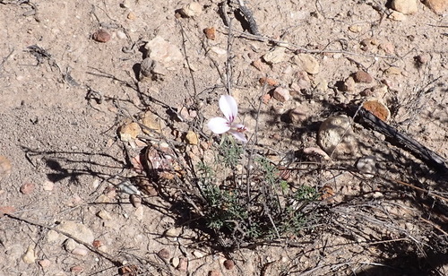 Pelargonium caucalifolium, photograph 6