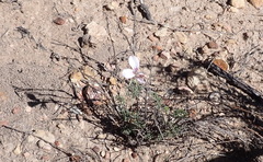 Pelargonium caucalifolium, photograph (c) Nicola van Berkel, some rights reserved (CC BY-SA)