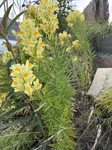 common toadflax