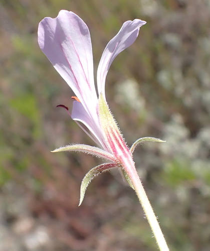 Pelargonium caucalifolium, photograph 2