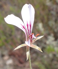 Pelargonium caucalifolium, photograph (c) Nicola van Berkel, some rights reserved (CC BY-SA)
