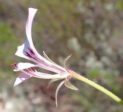 Pelargonium caucalifolium, photograph (c) Nicola van Berkel, some rights reserved (CC BY-SA)
