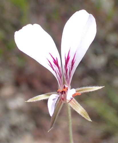 Pelargonium caucalifolium, photograph 4