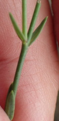Linum thunbergii