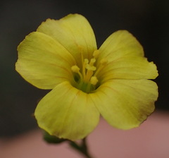 Linum thunbergii