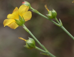 Linum thunbergii