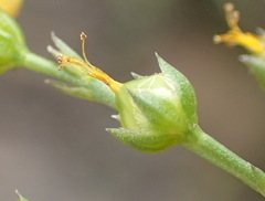 Linum thunbergii