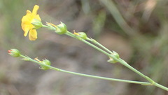 Linum thunbergii