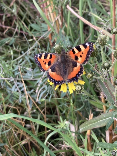 Small Tortoiseshell