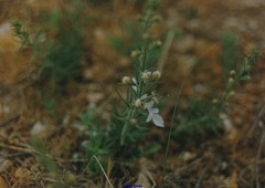 Teucrium pseudochamaepitys