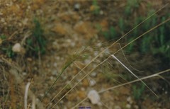 Achnatherum parviflorum