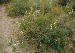 Cistus clusii