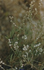 Gypsophila struthium