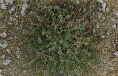 Centaurea hyssopifolia