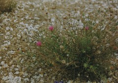 Centaurea hyssopifolia