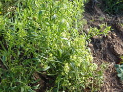 Galium capense