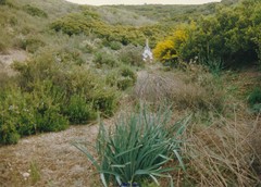 Chrysojasminum fruticans